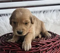 Ian, a male Golden Retriever for sale in Washington, IN – Photo 4 of 9