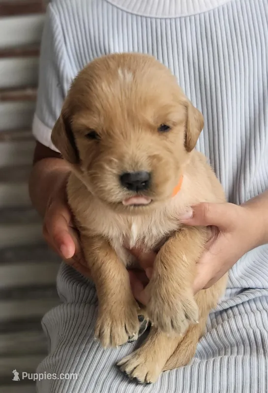 Ian – Golden Retriever puppy on hold in Washington, IN