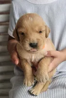 Ian, a male Golden Retriever for sale in Washington, IN – Photo 1 of 9