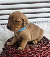 Ryan, a male Golden Retriever for sale in Washington, IN – Photo 7 of 10