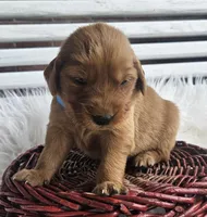 Ryan, a male Golden Retriever for sale in Washington, IN – Photo 5 of 10