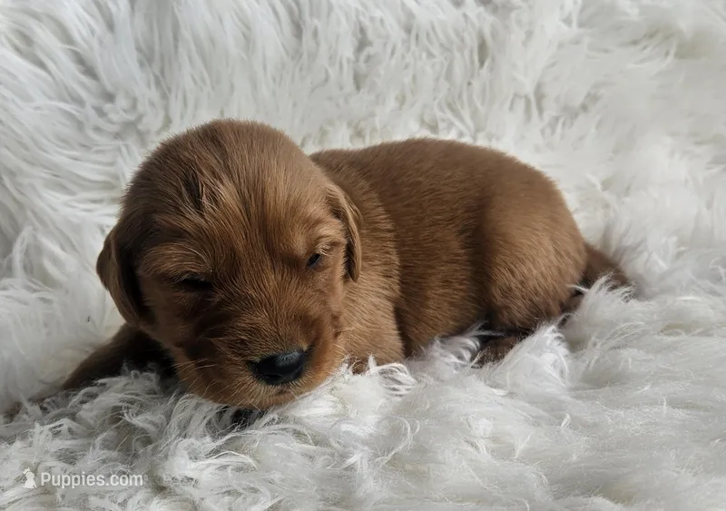 Ryan – Golden Retriever puppy for sale in Washington, IN
