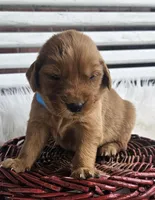 Ryan, a male Golden Retriever for sale in Washington, IN – Photo 4 of 10