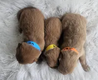 Ryan, a male Golden Retriever for sale in Washington, IN – Photo 9 of 10