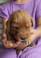 Ryan, a male Golden Retriever for sale in Washington, IN – Photo 6 of 10