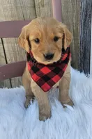 Cambri, a female Golden Retriever for sale in Washington, IN – Photo 3 of 7