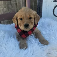 Cambri, a female Golden Retriever for sale in Washington, IN – Photo 6 of 7