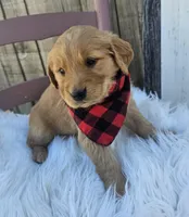 Cambri, a female Golden Retriever for sale in Washington, IN – Photo 7 of 7