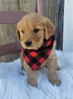 Cambri, a female Golden Retriever for sale in Washington, IN – Photo 4 of 7