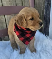 Cambri, a female Golden Retriever for sale in Washington, IN – Photo 5 of 7