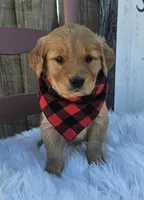 Cambri, a female Golden Retriever for sale in Washington, IN – Photo 2 of 7