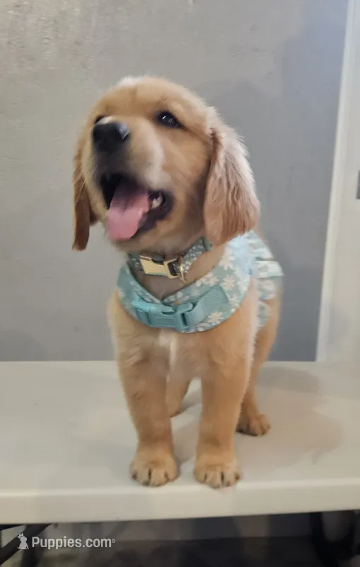 Briella – Golden Retriever puppy for sale in Washington, IN