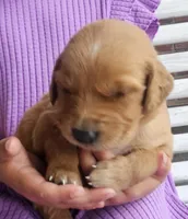 Lily, a female Golden Retriever for sale in Washington, IN – Photo 2 of 10