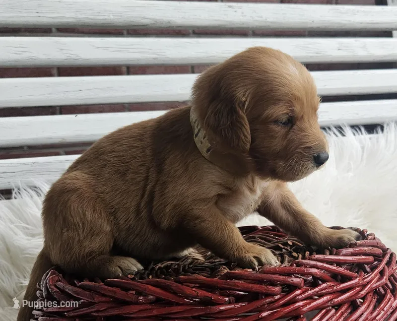 Lily – Golden Retriever puppy on hold in Washington, IN