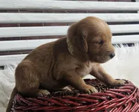 Lily, a female Golden Retriever for sale in Washington, IN – Photo 1 of 10
