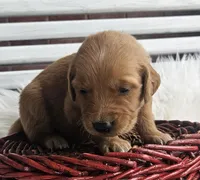 Lily, a female Golden Retriever for sale in Washington, IN – Photo 4 of 10