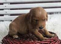 Lily, a female Golden Retriever for sale in Washington, IN – Photo 6 of 10