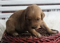 Lily, a female Golden Retriever for sale in Washington, IN – Photo 5 of 10