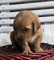 Lily, a female Golden Retriever for sale in Washington, IN – Photo 7 of 10