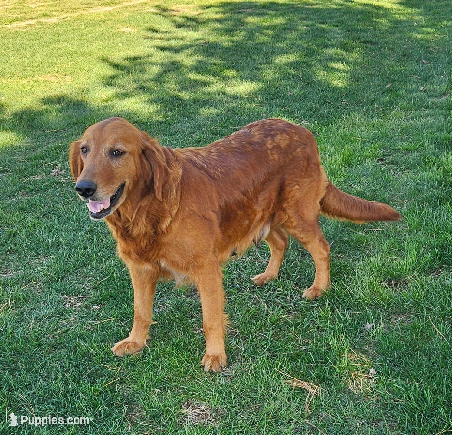 Lucy, a female Golden Retriever for sale in Washington, IN – Photo 9 of 9