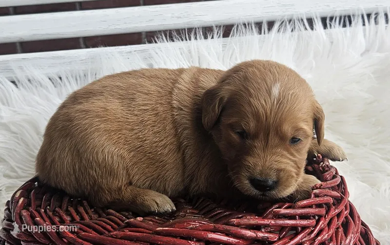 Oaklynn – Golden Retriever puppy on hold in Washington, IN