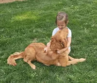Oaklynn, a female Golden Retriever for sale in Washington, IN – Photo 2 of 10