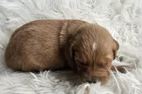 Oaklynn, a female Golden Retriever for sale in Washington, IN – Photo 4 of 10