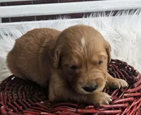 Oaklynn, a female Golden Retriever for sale in Washington, IN – Photo 5 of 10