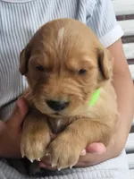 Oaklynn, a female Golden Retriever for sale in Washington, IN – Photo 8 of 10