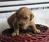 Oaklynn, a female Golden Retriever for sale in Washington, IN – Photo 7 of 10