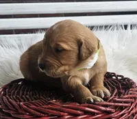 Oaklynn, a female Golden Retriever for sale in Washington, IN – Photo 6 of 10