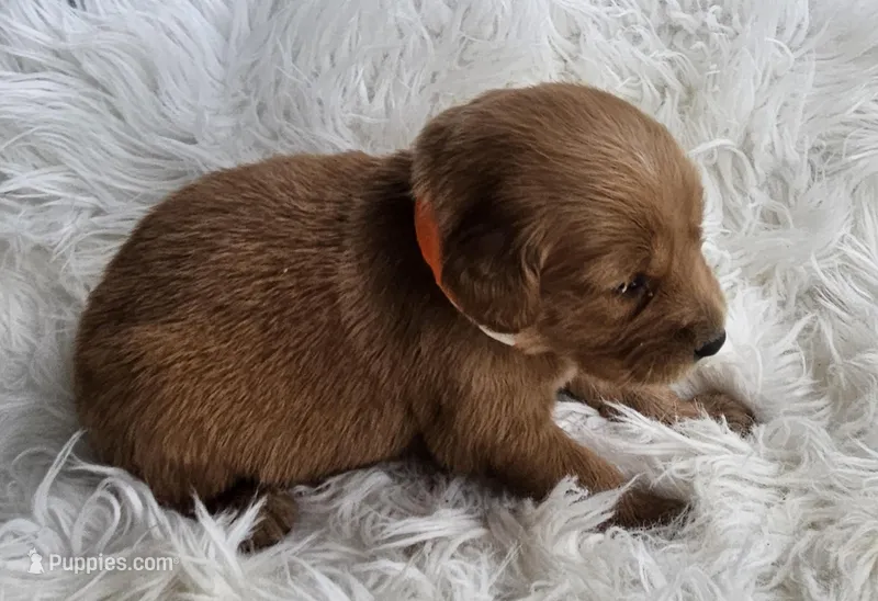 Vivi – Golden Retriever puppy for sale in Washington, IN