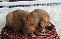 Vivi, a female Golden Retriever for sale in Washington, IN – Photo 5 of 9