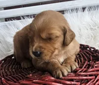 Vivi, a female Golden Retriever for sale in Washington, IN – Photo 3 of 9