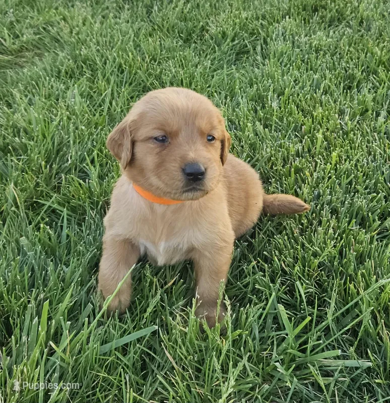 Vivi – Golden Retriever puppy on hold in Washington, IN