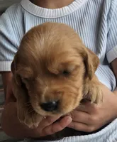 Vivi, a female Golden Retriever for sale in Washington, IN – Photo 9 of 9