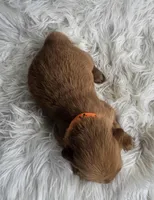 Vivi, a female Golden Retriever for sale in Washington, IN – Photo 6 of 9