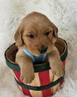 Braxton, a male Golden Retriever for sale in Washington, IN – Photo 7 of 9