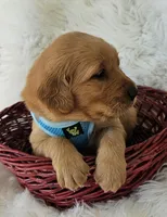 Braxton, a male Golden Retriever for sale in Washington, IN – Photo 3 of 9