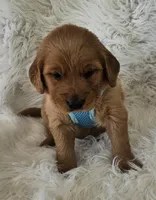Braxton, a male Golden Retriever for sale in Washington, IN – Photo 5 of 9