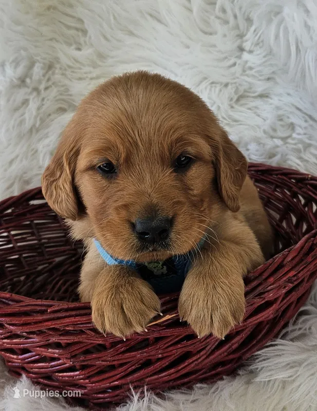 Braxton – Golden Retriever puppy on hold in Washington, IN