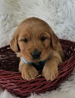 Braxton, a male Golden Retriever for sale in Washington, IN – Photo 1 of 9