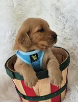 Braxton, a male Golden Retriever for sale in Washington, IN – Photo 4 of 9