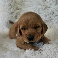 Braxton, a male Golden Retriever for sale in Washington, IN – Photo 6 of 9