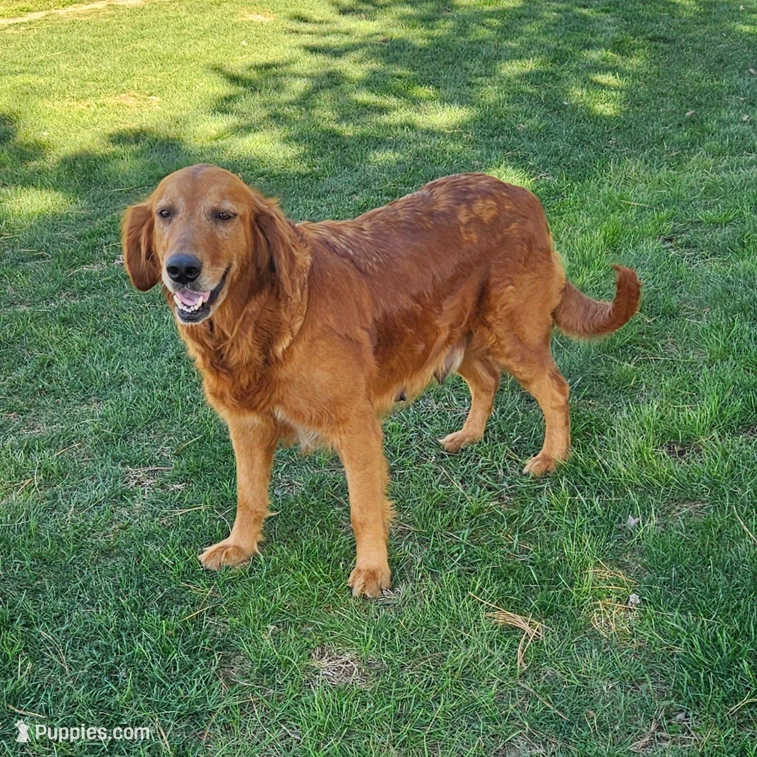 Braxton, a male Golden Retriever for sale in Washington, IN – Photo 9 of 9