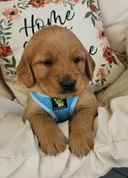 Braxton, a male Golden Retriever for sale in Washington, IN – Photo 2 of 9