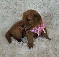 Charlotte , a female Golden Retriever for sale in Washington, IN – Photo 2 of 10