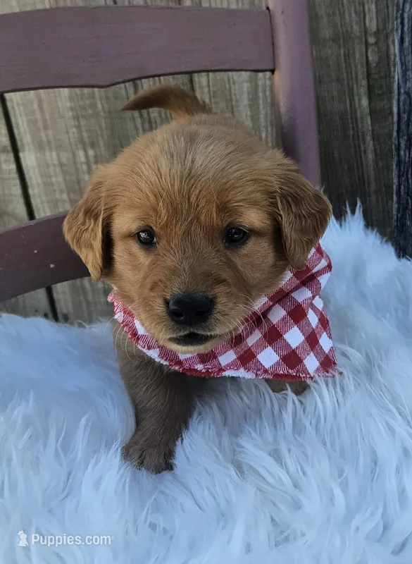 Charlotte  – Golden Retriever puppy for sale in Washington, IN