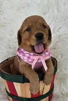 Charlotte , a female Golden Retriever for sale in Washington, IN – Photo 8 of 10