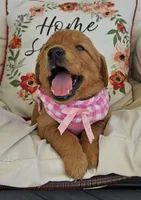 Charlotte , a female Golden Retriever for sale in Washington, IN – Photo 5 of 10